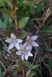 Lysimachia angustiloba