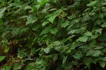 Fagopyrum snowdenii