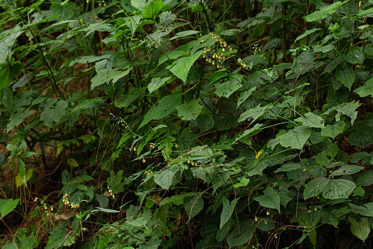 Fagopyrum snowdenii Fagopyrum snowdenii