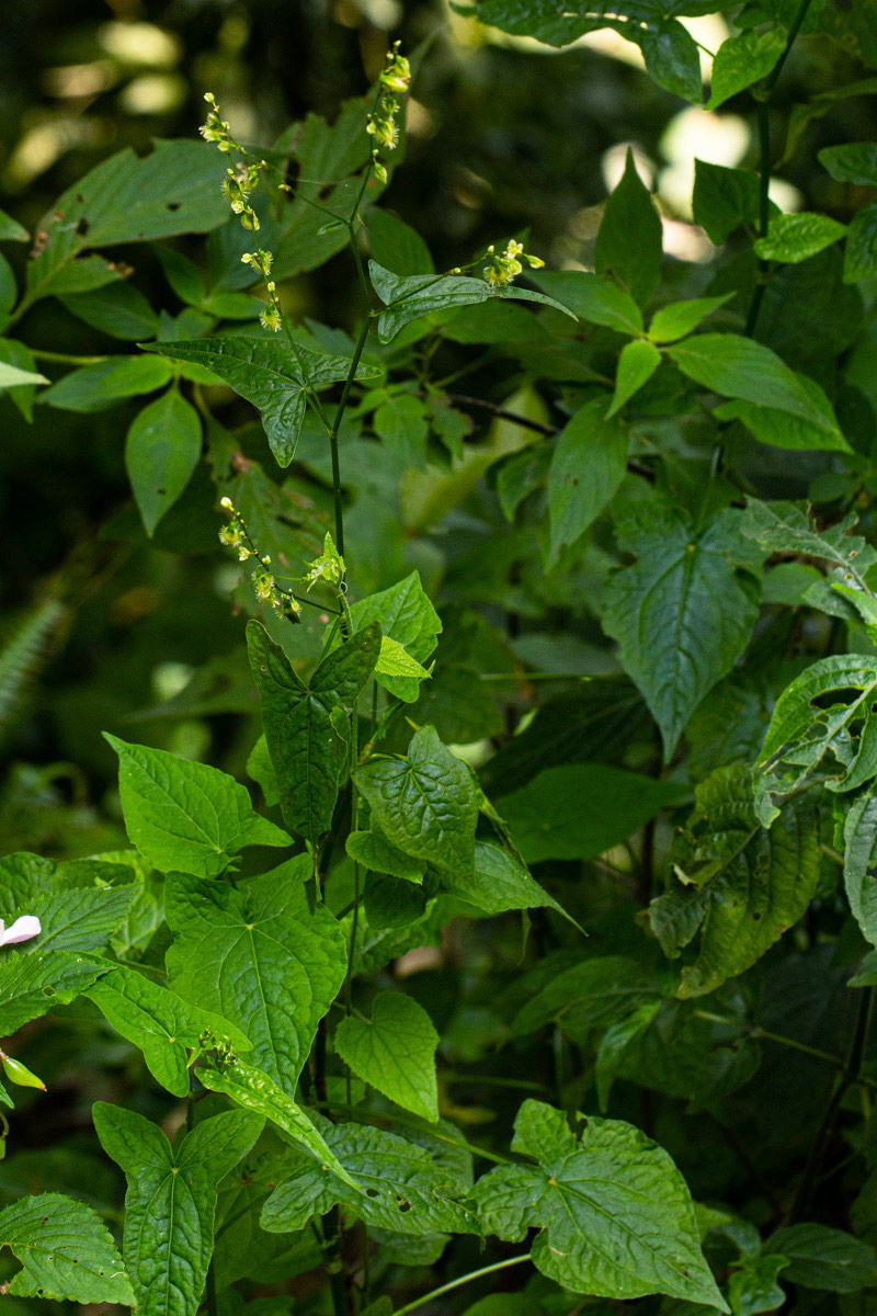 Fagopyrum snowdenii Fagopyrum snowdenii