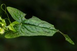 Fagopyrum snowdenii