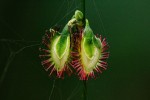 Fagopyrum snowdenii