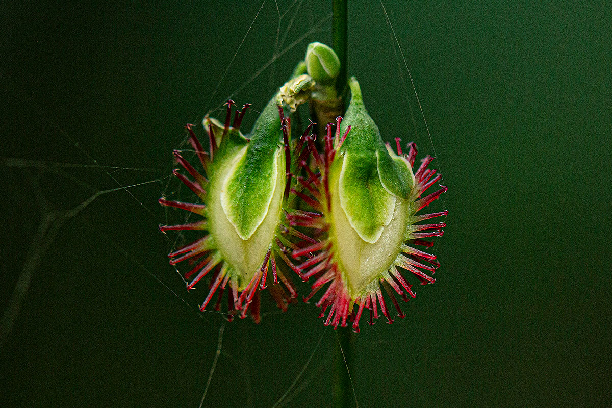 Fagopyrum snowdenii Fagopyrum snowdenii