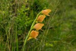 Gladiolus dalenii