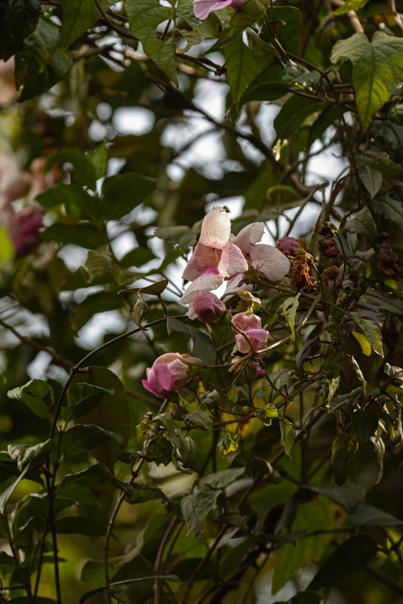 Thunbergianthus ruwenzoriensis