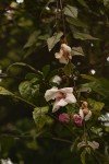 Thunbergianthus ruwenzoriensis