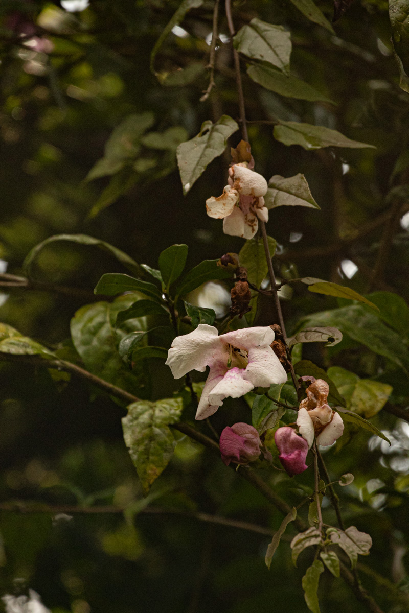 Thunbergianthus ruwenzoriensis