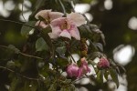 Thunbergianthus ruwenzoriensis