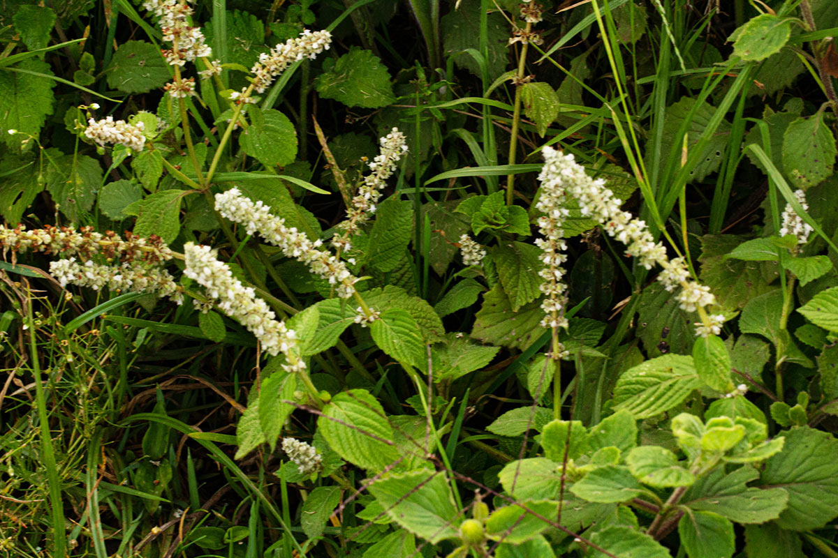 Platostoma montanum Platostoma montanum