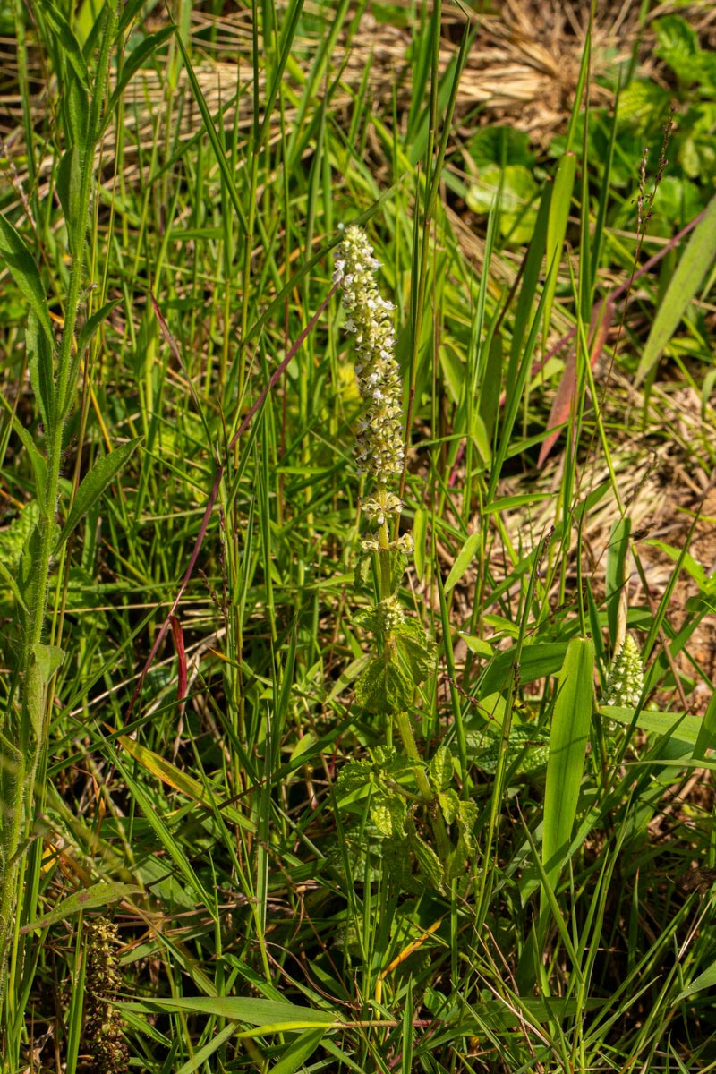 Platostoma montanum Platostoma montanum