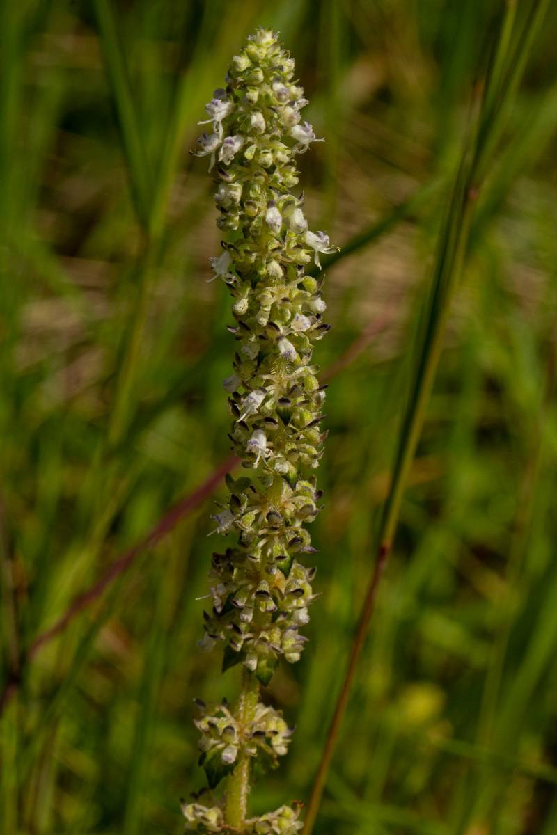 Platostoma montanum Platostoma montanum