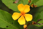 Hugonia platysepala