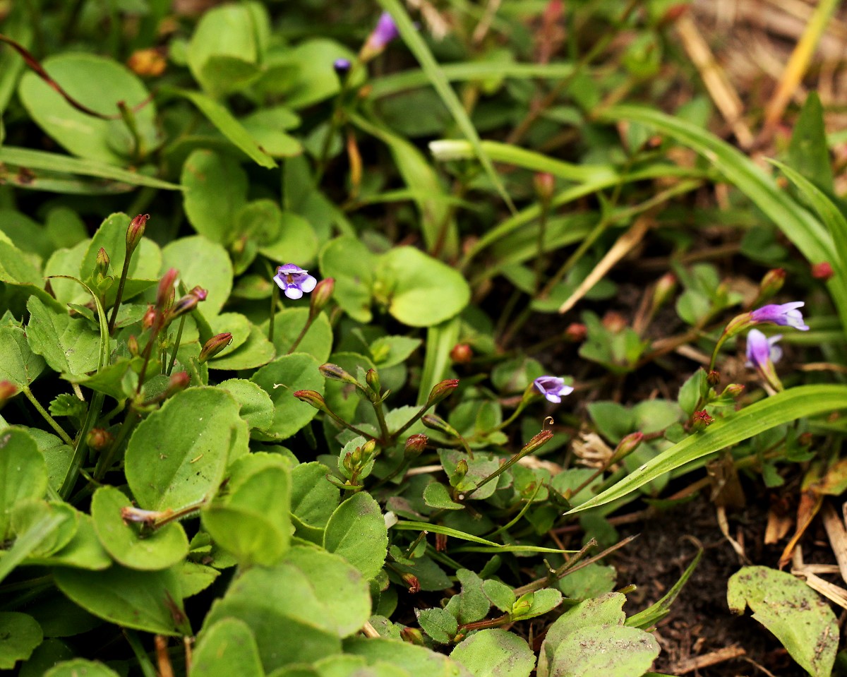 Torenia crustacea