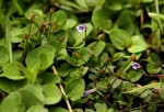 Torenia crustacea