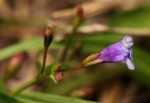 Torenia crustacea