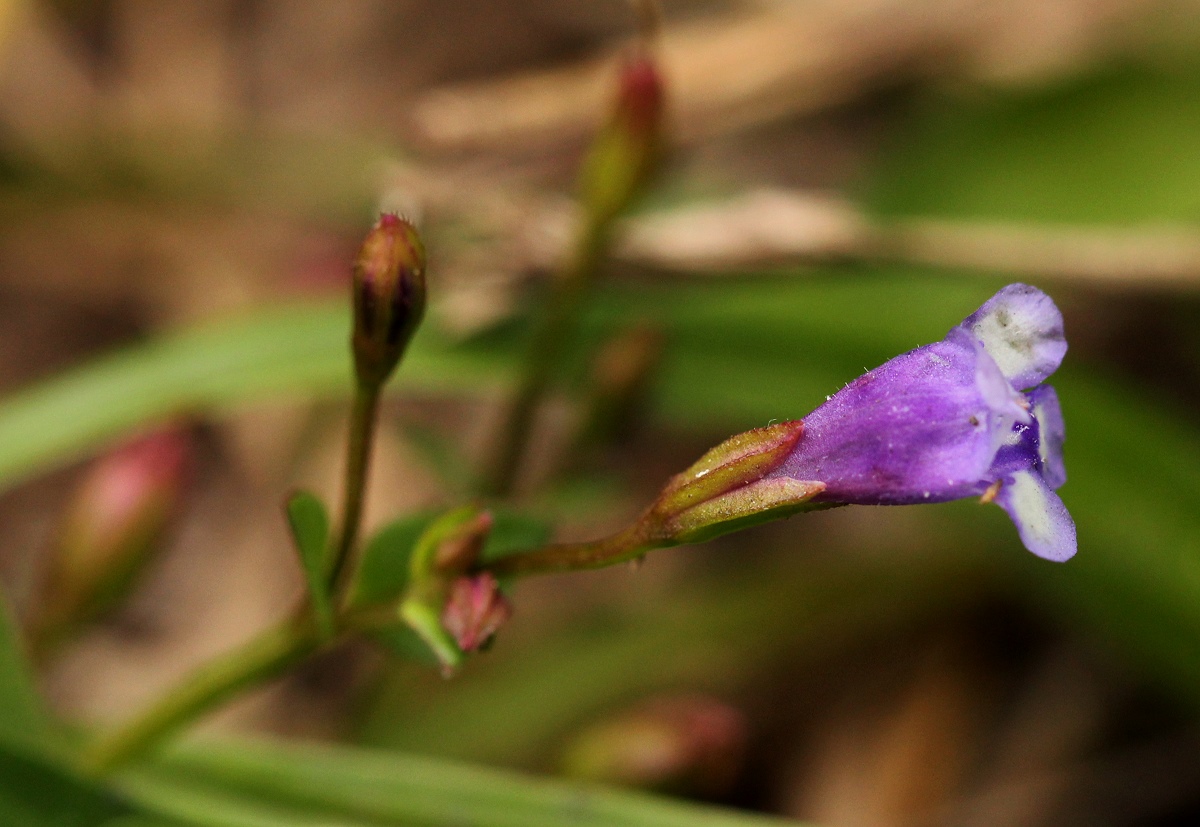 Torenia crustacea