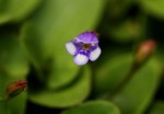 Torenia crustacea