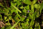 Vandellia subracemosa