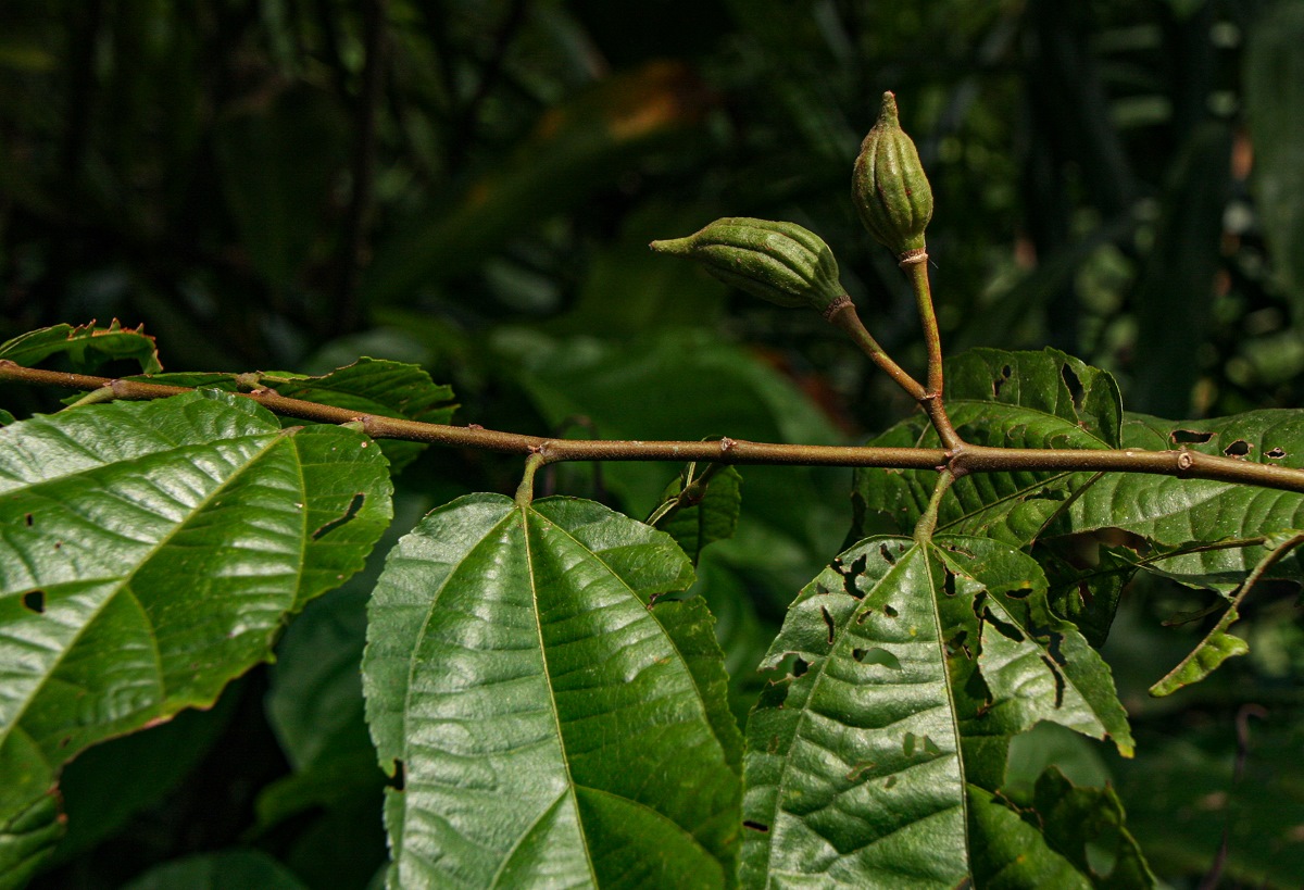 Glyphaea brevis 