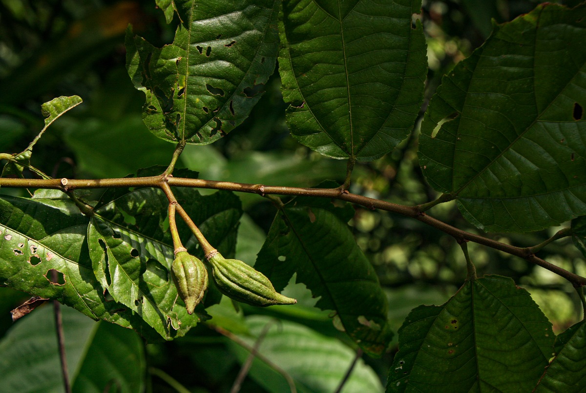 Glyphaea brevis 