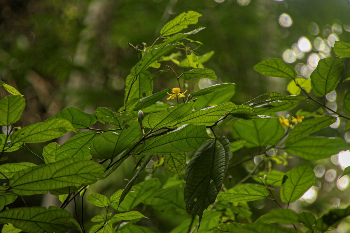 Glyphaea brevis 