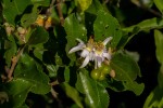 Grewia similis