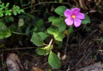 Heterotis decumbens