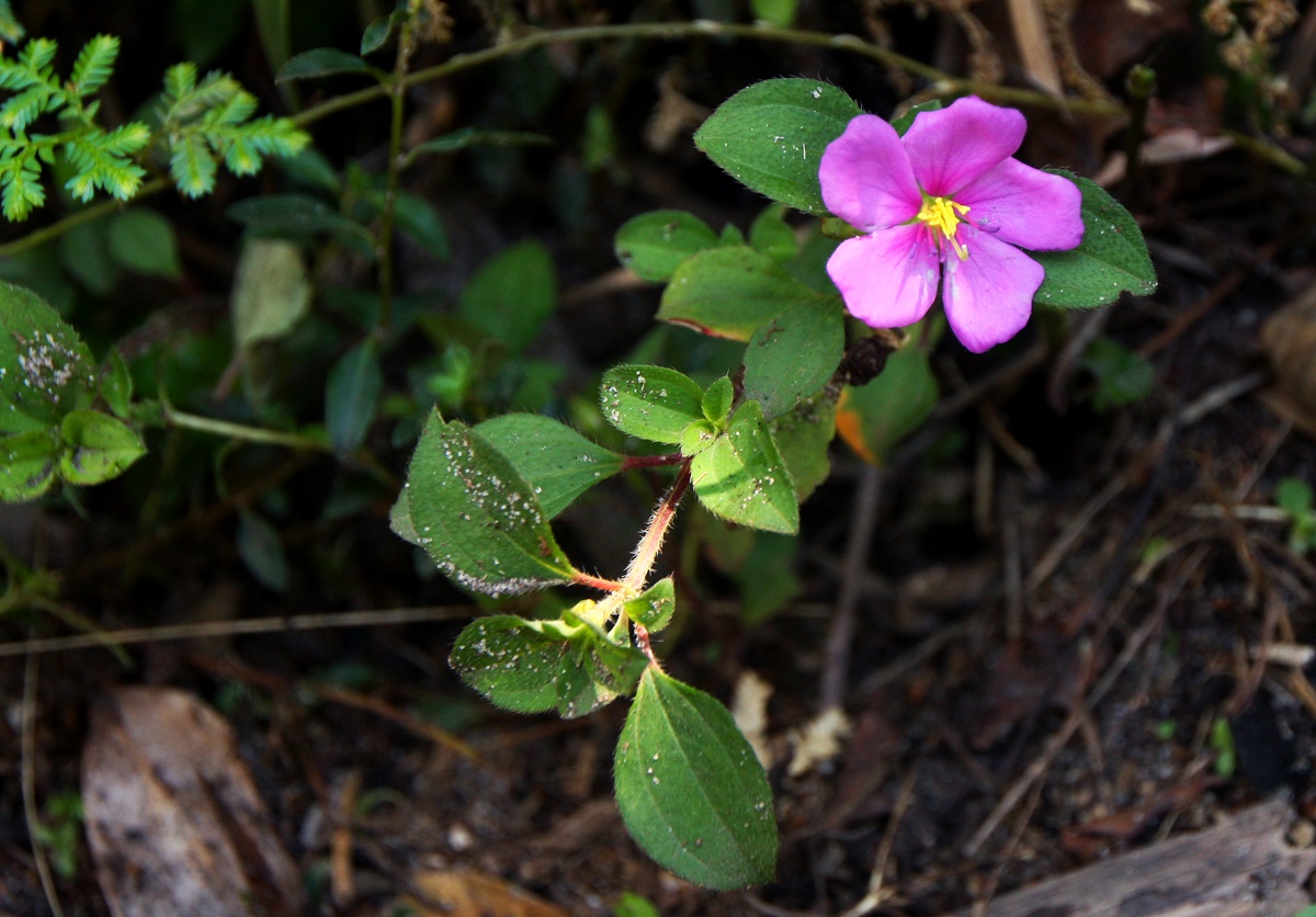 Heterotis decumbens