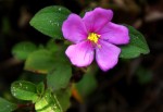 Heterotis decumbens