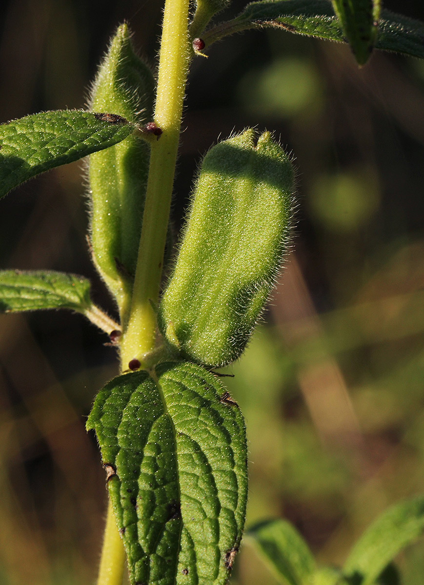 Sesamum radiatum