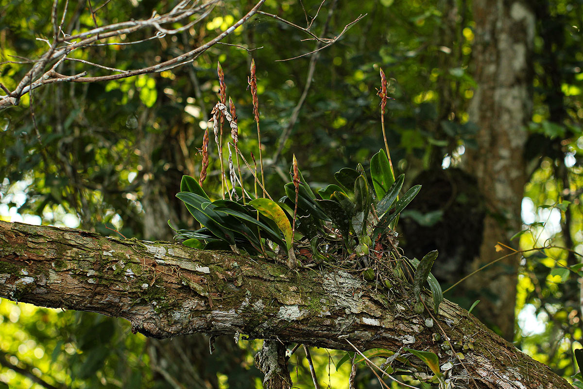 Bulbophyllum schinzianum var. schinzianum Bulbophyllum schinzianum var. schinzianum