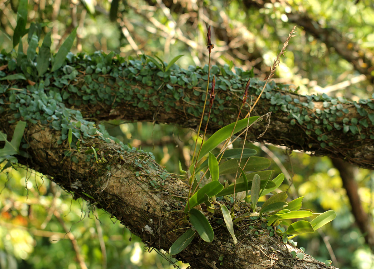 Bulbophyllum schinzianum var. schinzianum Bulbophyllum schinzianum var. schinzianum