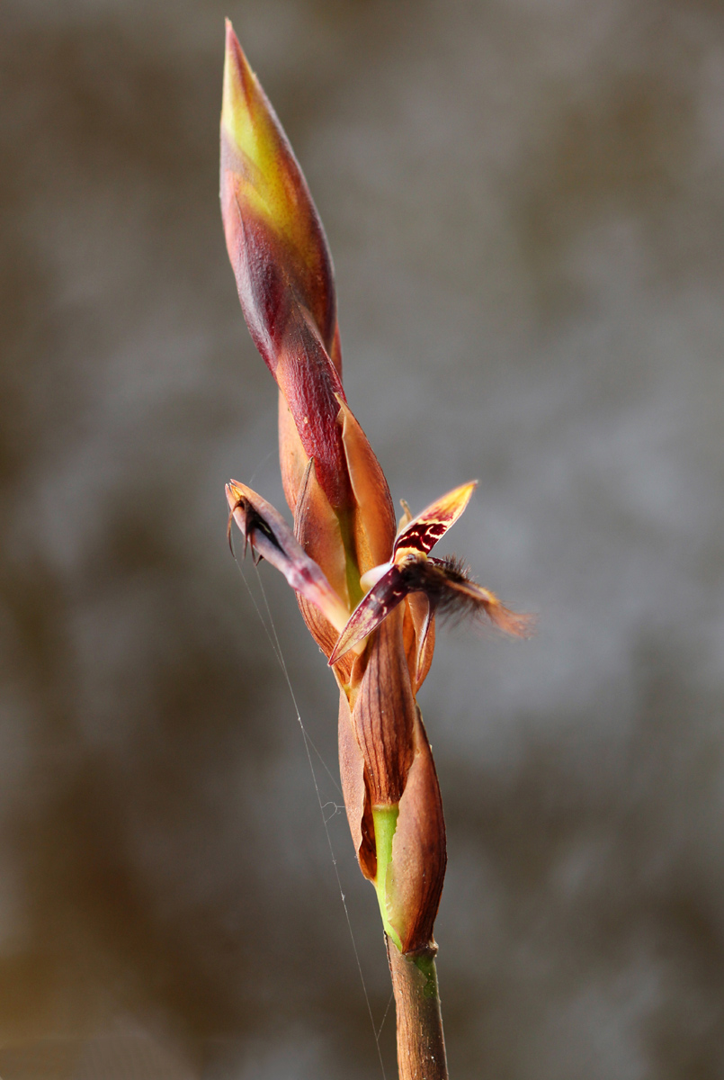 Bulbophyllum schinzianum var. schinzianum Bulbophyllum schinzianum var. schinzianum