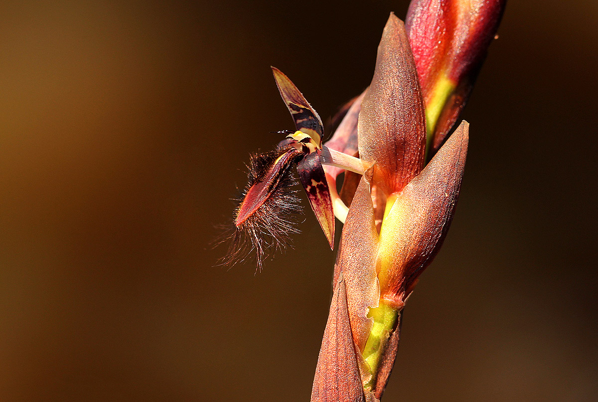 Bulbophyllum schinzianum var. schinzianum Bulbophyllum schinzianum var. schinzianum