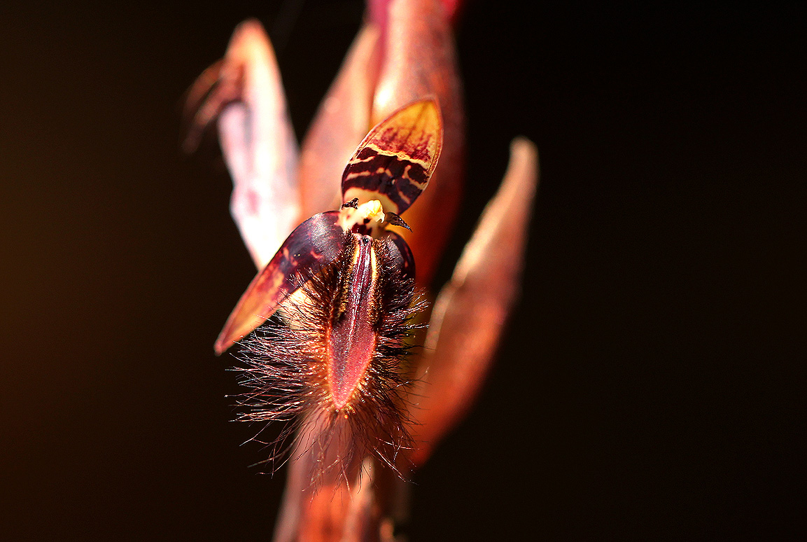 Bulbophyllum schinzianum var. schinzianum Bulbophyllum schinzianum var. schinzianum