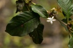 Sabicea bequaertii