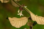 Sabicea bequaertii