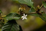 Sabicea bequaertii