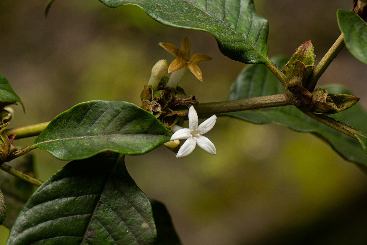 Sabicea bequaertii