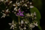 Vernonia kirungae