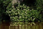 Berlinia grandiflora