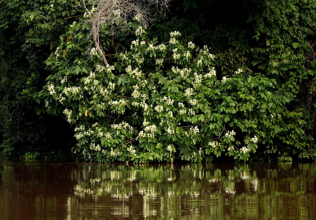 Berlinia grandiflora