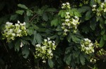 Berlinia grandiflora