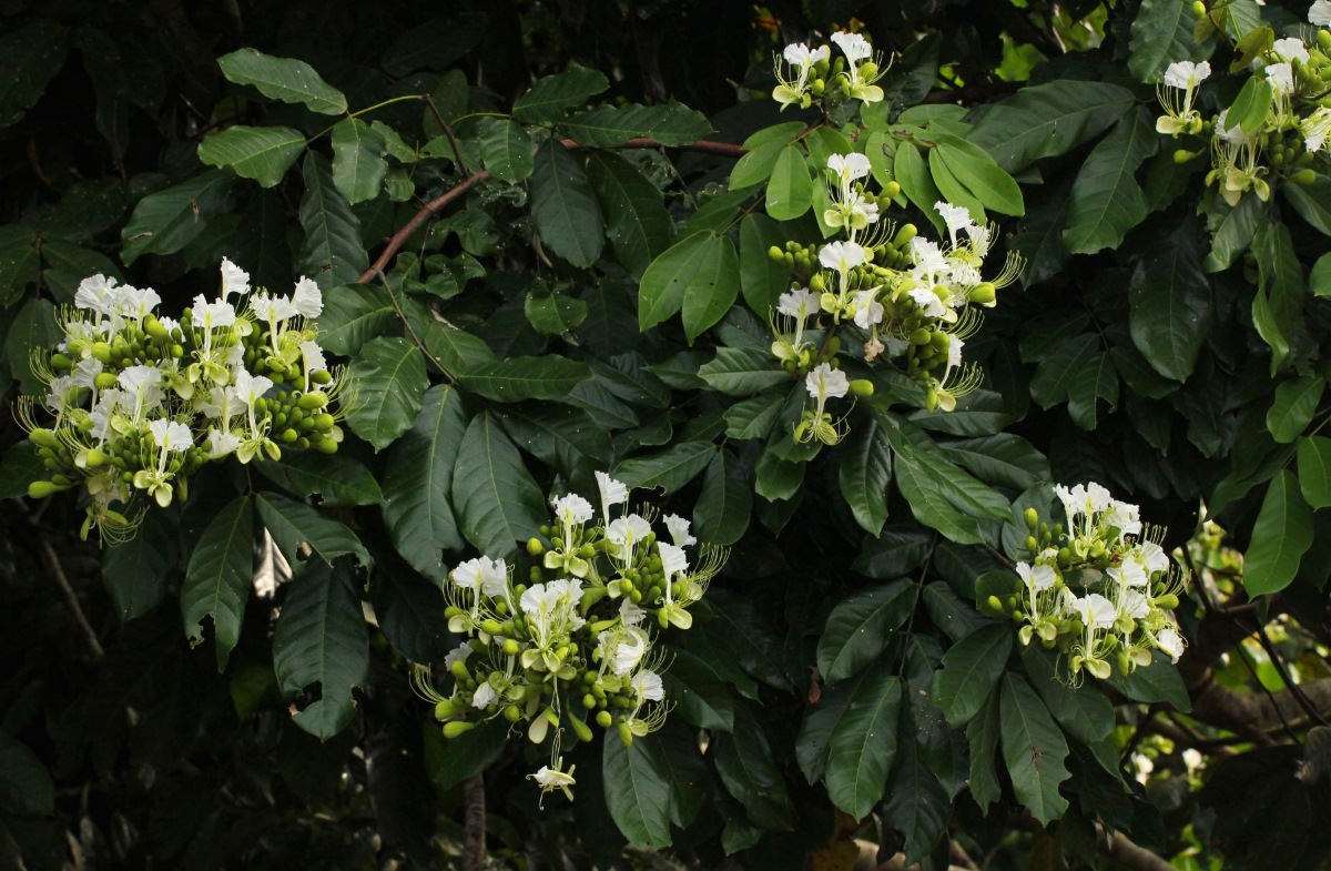 Berlinia grandiflora
