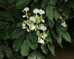 Berlinia grandiflora