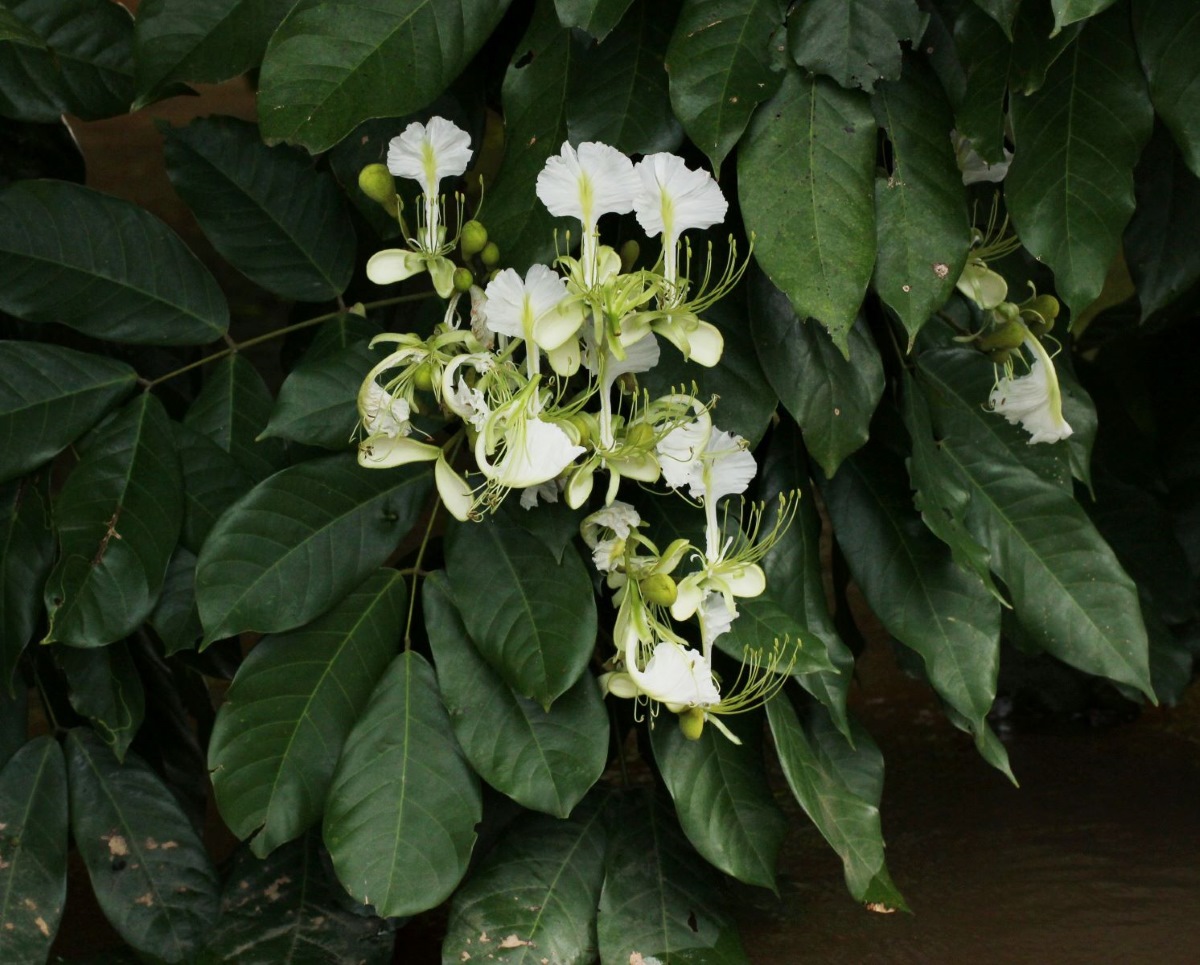 Berlinia grandiflora