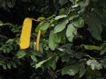 Berlinia grandiflora