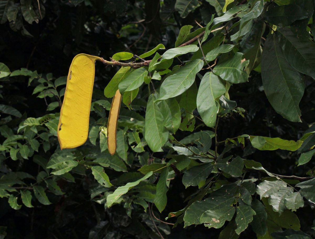 Berlinia grandiflora