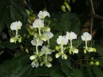 Berlinia grandiflora