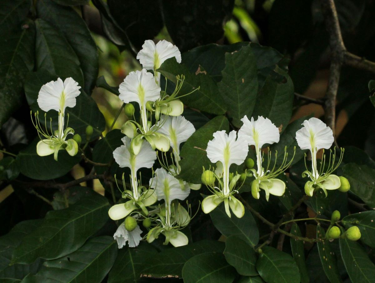 Berlinia grandiflora